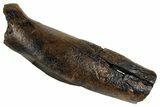 Fossil Tyrannosaur (T rex) Partial Metatarsal - Wyoming #382558-2